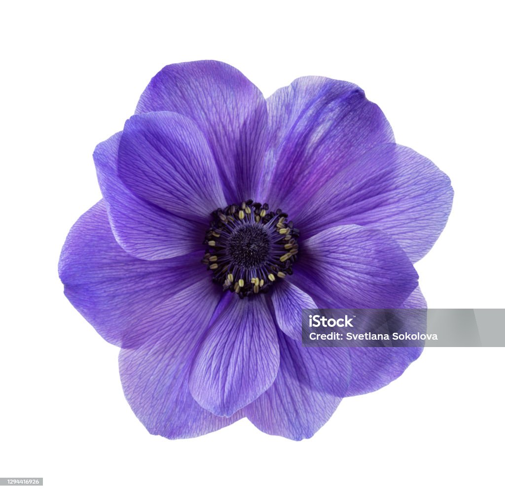 Isolated blue anemone flower on white background Flower Stock Photo