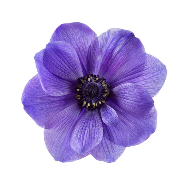 Isolated blue anemone flower on white background Isolated blue anemone flower on white background anemone flower photos stock pictures, royalty-free photos & images