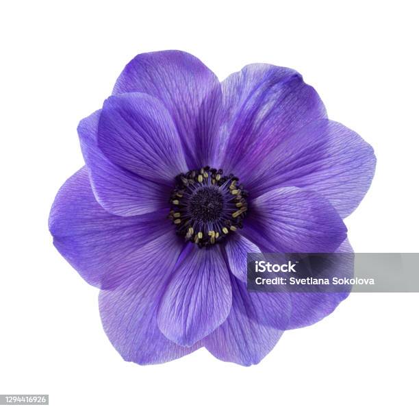 Isolated Blue Anemone Flower On White Background Stock Photo - Download Image Now - Flower, Purple, Anemone Flower
