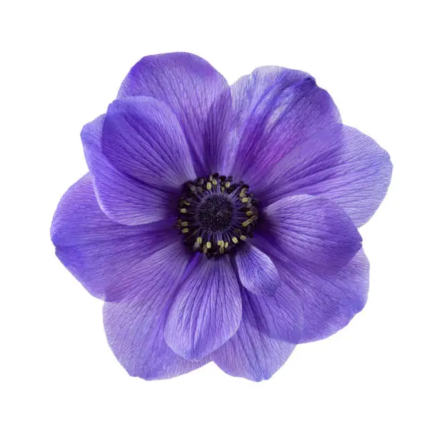 Isolated blue anemone flower on white background