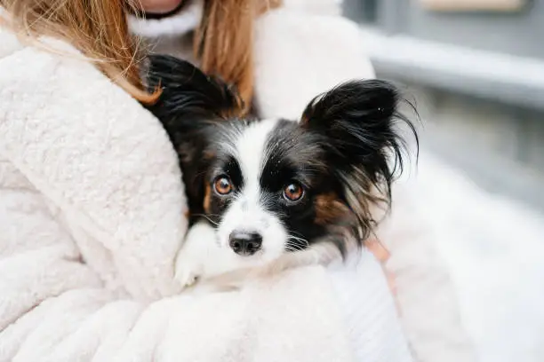 dog papillon in the hands of a girl in an artificial fur coat on the winter Christmas streets. backstage new year photo shoot with a small pet.