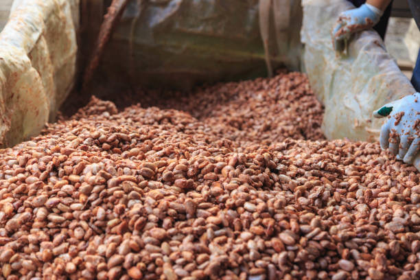 istock Farmers are fermenting cocoa beans to make chocolate. 1294420709