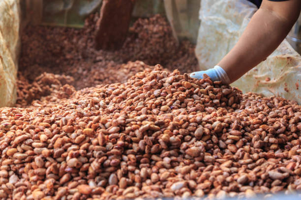istock Farmers are fermenting cocoa beans to make chocolate. 1294420710