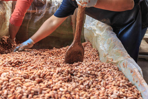 istock Farmers are fermenting cocoa beans to make chocolate. 1294420712