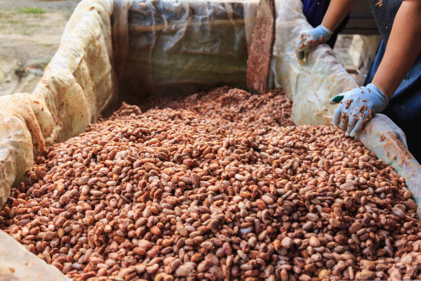 istock Farmers are fermenting cocoa beans to make chocolate. 1294420718