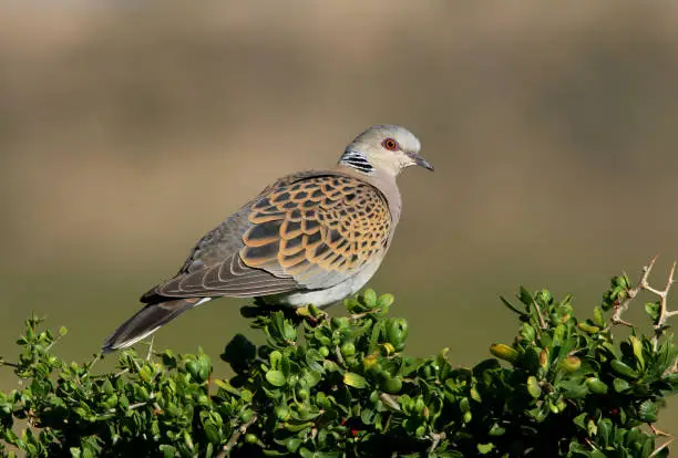 Photo of European Turtle-dove