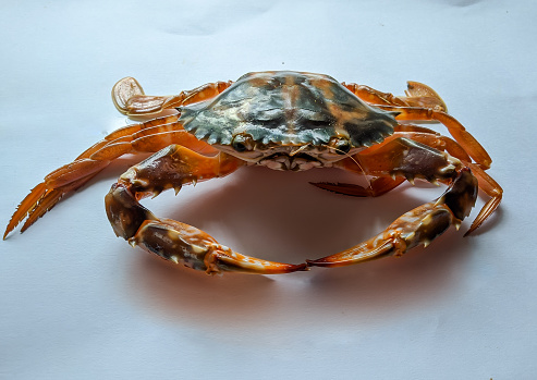 Selective focus of Fresh Crucifix Crab isolated on a White Background.