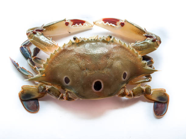 istock Selective focus of Fresh Three Spotted swimming Crab isolated on a White Background. 1294423901