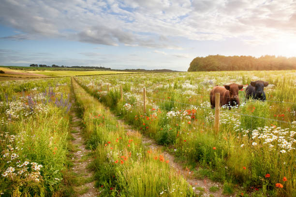 花の草原のトラックと2頭の牛 - farm fence landscape rural scene ストックフォトと画像