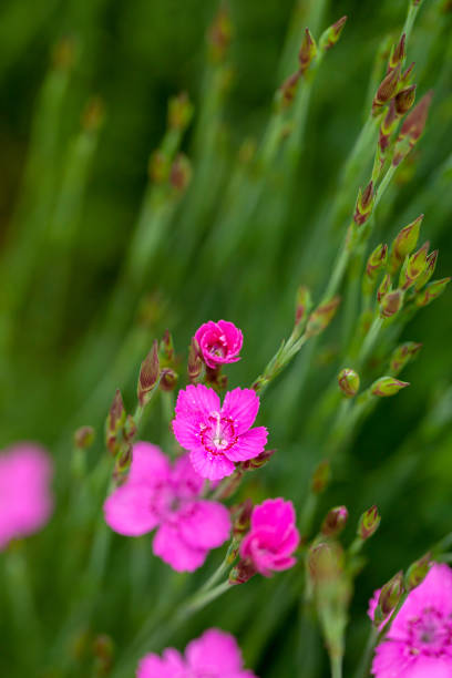 kleine rosa dianthus blumen im frühling - prachtnelke stock-fotos und bilder