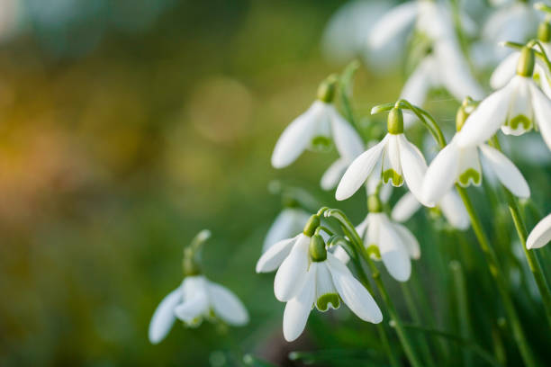 flores de gota de nieve con espacio de copia borroso - february fotografías e imágenes de stock