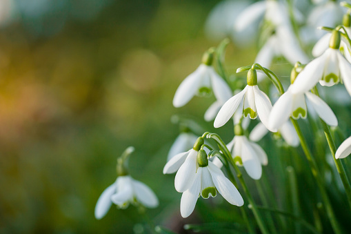 Snowdrop flowers with blurred copy space