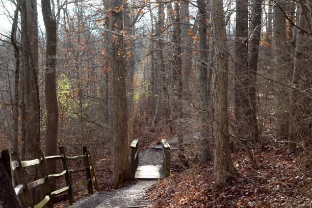 istock Wooden Bridge on the Trail 1294427370