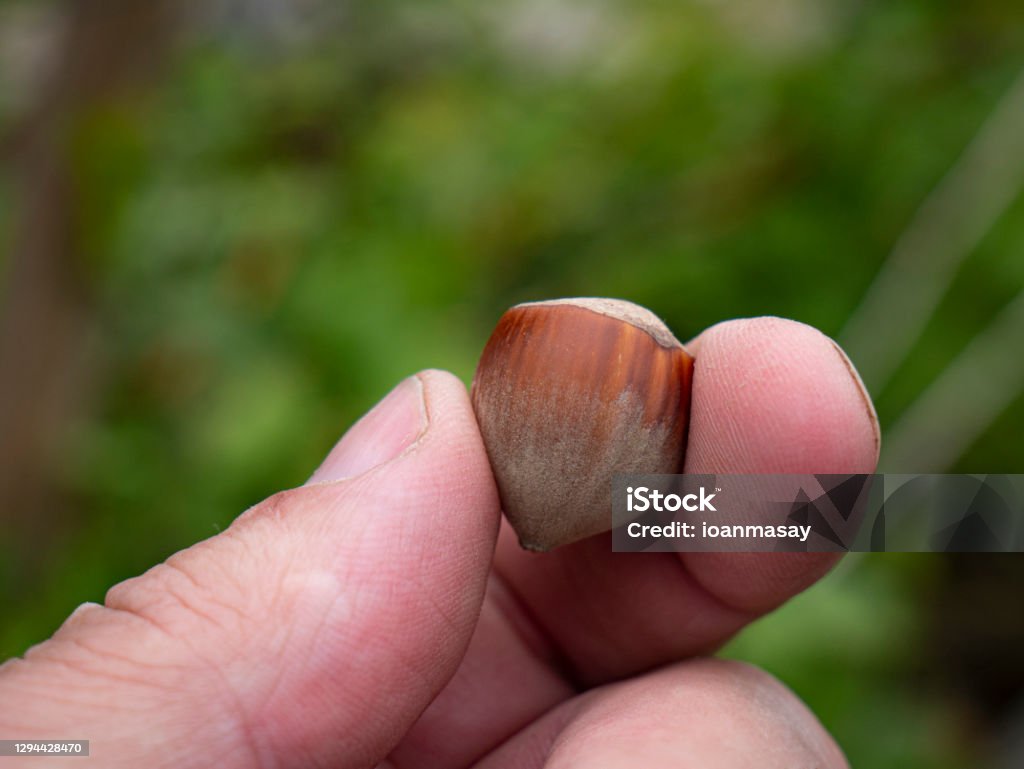 Human Fingers With Hazelnut On Natural Background Stock Photo