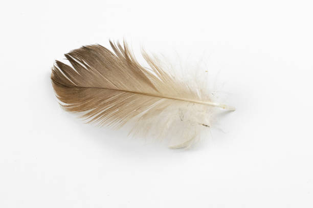 istock brown feather of a hen on a white background 1294428970