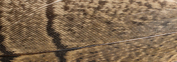 istock brown pheasant feathers with dark stripes. background 1294429026