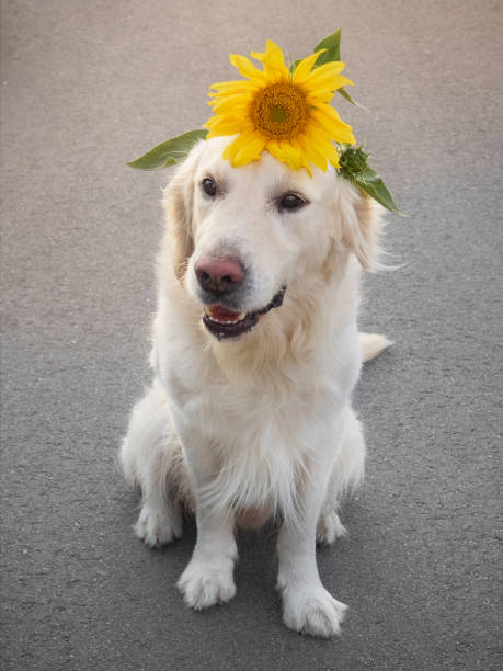 istock Retriever on the road. 1294429333