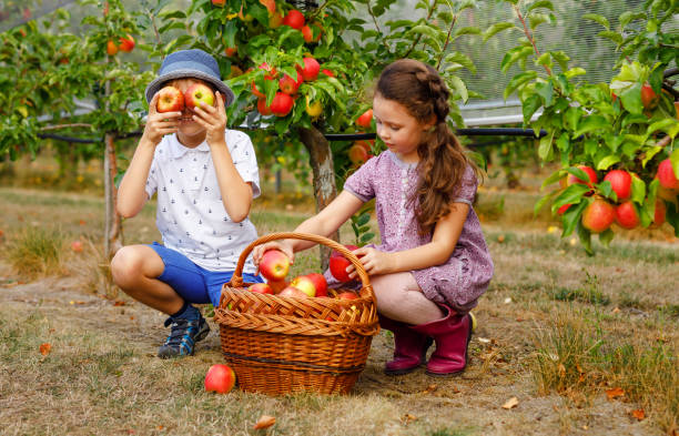 retrato de menina e menino com maçãs vermelhas em pomar orgânico. irmãos felizes, filhos, irmão e irmã colhendo frutas maduras das árvores e se divertindo. temporada de colheita para a família. - orchard child crop little boys - fotografias e filmes do acervo