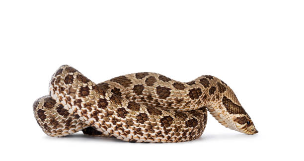 istock Western Hognose snake on white 1294430513