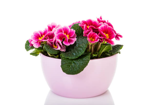 Vibrant pink potted primrose in bloom isolated on white background. Primula flowers in pink pot.