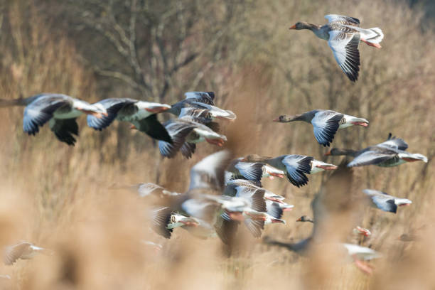 istock group of several flying gray geese (anser anser) 1294430757