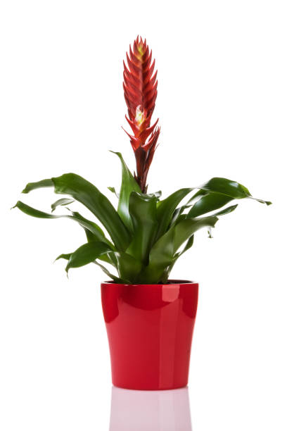 istock Red potted Vriesea bromeliad plant isolated on white 1294430836