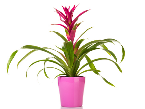Potted purple Guzmania Bromeliad in pink flower pot isolated on white background