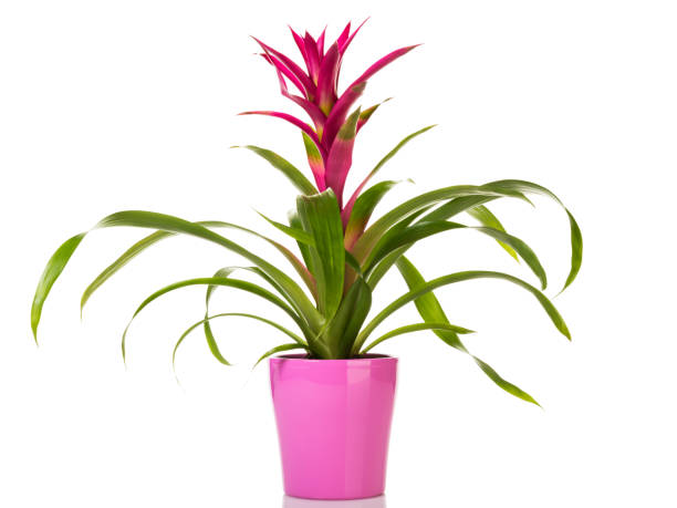 Purple Guzmania Bromeliad  in pink flower pot isolated on white Potted purple Guzmania Bromeliad in pink flower pot isolated on white background bromeliad photos stock pictures, royalty-free photos & images