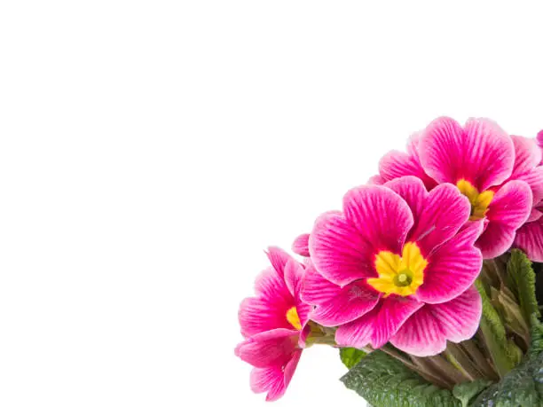 Purple primrose flowers in corner closeup isolated on white background with copyspace