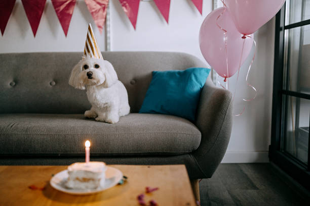 istock Celebrating birthday with cake 1294431602