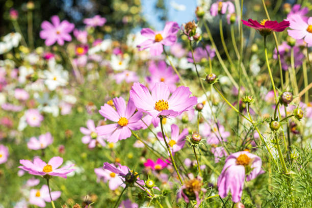 istock Flowers in nature, background, blurry flower background, light pink and deep pink. Selective focus. 1294432760