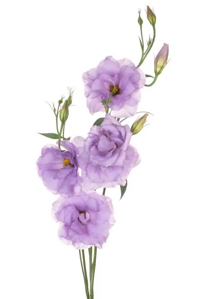 Studio Shot of Lilac Colored Eustoma Flowers Isolated on White Background. Large Depth of Field (DOF). Macro. Close-up.