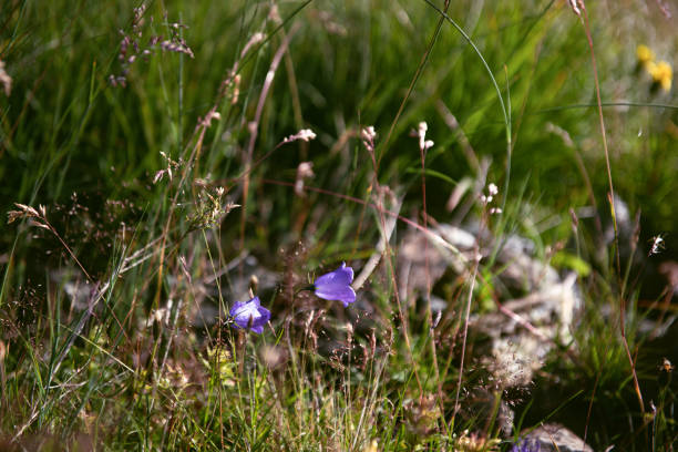 istock Mountain: some Campanula Rotundifolia in the grass at dawn -  Campanulaceae 1294433721
