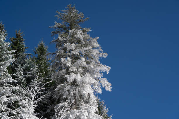Photo of High trees dusted of snow. Snow weather. Tree peaks in snow. Pines are partially covered with snow. Winter background