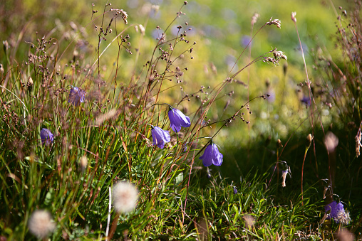 Mountain: some Campanula Rotundifolia in the grass at dawn -  Campanulaceae