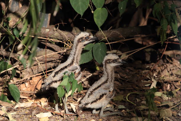 istock bush stone-curlew or bush thick-knee (Burhinus grallarius) with chicks, australia 1294436451