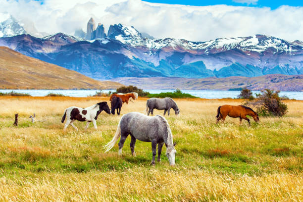 istock The Torres del Paine park in Chile 1294436541