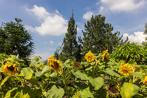 A hedge of sunflowers in the middle of a pine forest. The big yellow flowers stand in the sun under a blue sky with some white clouds. Sunflowers in the blossom. A sunny early summer day in nature