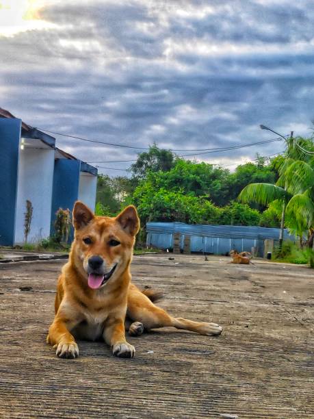 istock Little Doggy 1294438378