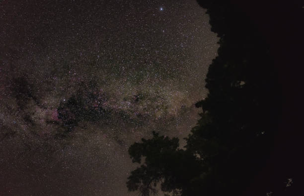 istock Night sky with Milky way visible (in Cygnus constellation, North America nebula faintly visible) trees silhouettes in foreground (long exposure stacked photo) 1294438874