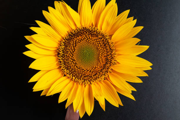 istock Round sunflower on a black background. Beautiful bright background. In summer. Solar 1294438888