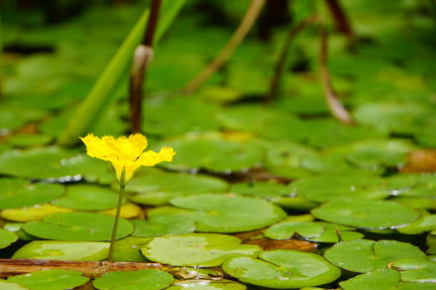 Close-up photo of Nymphoides peltata(fringed water lily) This is a close-up photo of Nymphoides peltata. This photo was taken in Japan. peltata stock pictures, royalty-free photos & images