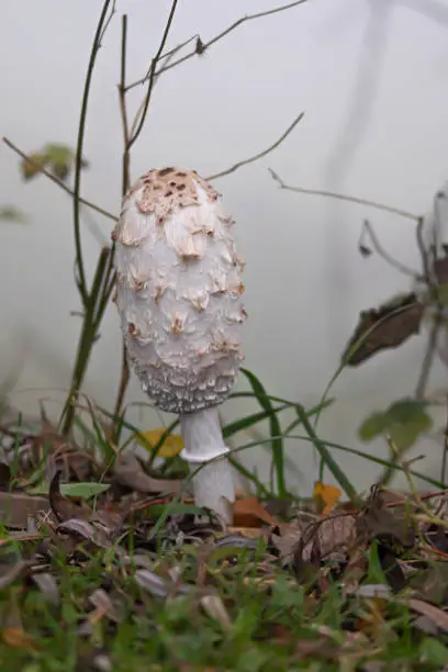 Mushroom, crested tintling