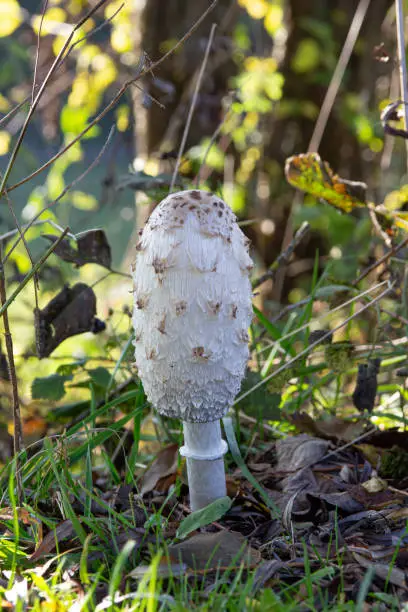 Mushroom, crested tintling