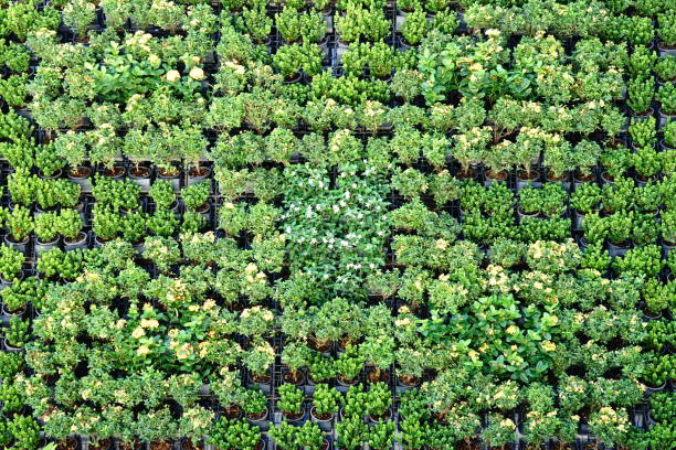 istock Plant growing in black plastic pots background 1294440384