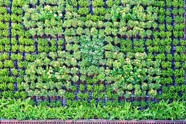 istock Plant growing in black plastic pots background 1294440410