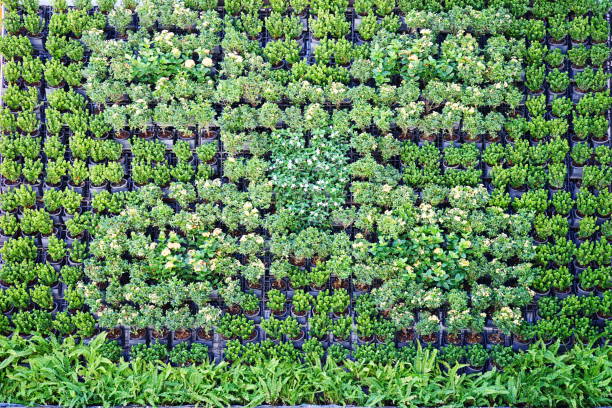 istock Plant growing in black plastic pots background 1294440418