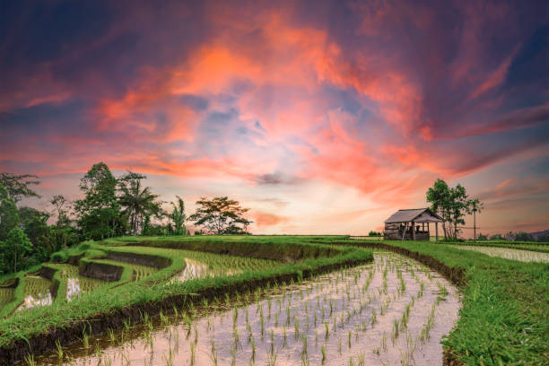 (Selective focus) Stunning view of a farmer hut's and a beautiful and colorful morning sky reflected in the rice fields. Jatiluwih rice terrace, Tabanan Regency, North Bali, Indonesia. (Selective focus) Stunning view of a farmer hut's and a beautiful and colorful morning sky reflected in the rice fields. Jatiluwih rice terrace, Tabanan Regency, North Bali, Indonesia. ubud photos stock pictures, royalty-free photos & images
