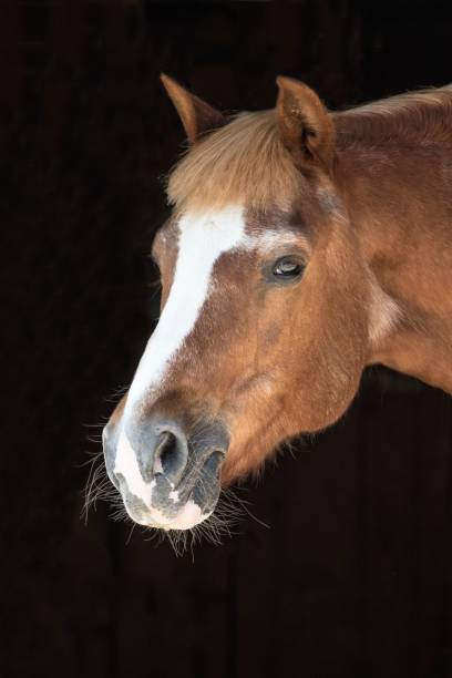 Horse, Portrait Horse, Haflinger, Portrait flared nostril photos stock pictures, royalty-free photos & images