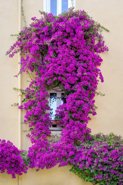 istock Facade a house with bougainvillea in bloom 1294441096